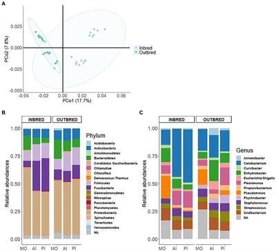 Breeding Strategy Shapes the Composition of Bacterial Communities in Female Nile Tilapia Reared in a Recirculating Aquaculture System